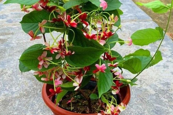 使君子的花语，寓意身体健康