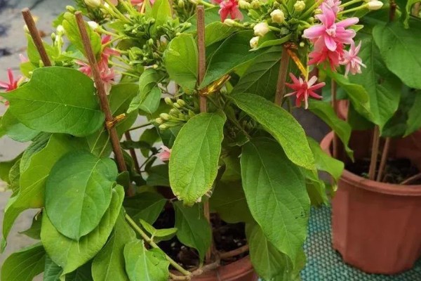 使君子的花语，寓意身体健康