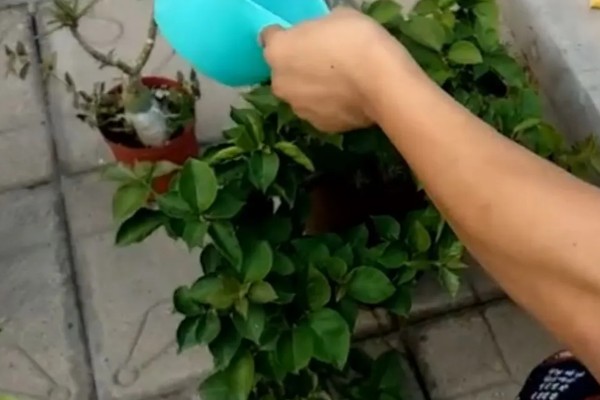 使君子的花语，寓意身体健康