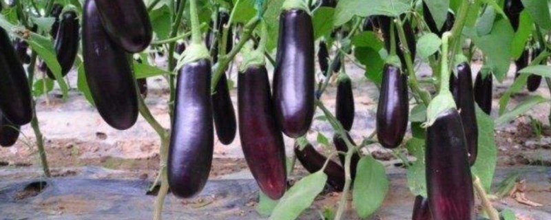 4月份露地适合种什么蔬菜，可以种茄子、辣椒等