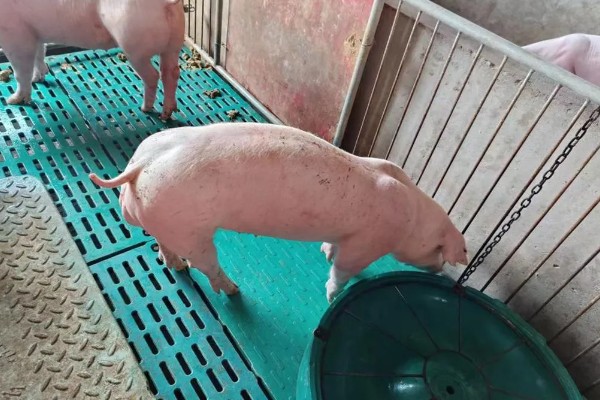 母猪产后奶水不足怎么解决，饲喂煮熟的胎衣具有催奶效果