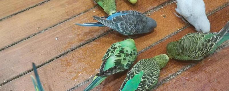 判断鹦鹉是否需要驱虫的方法，食欲下降、羽毛暗淡无光可能是体内寄生虫所致