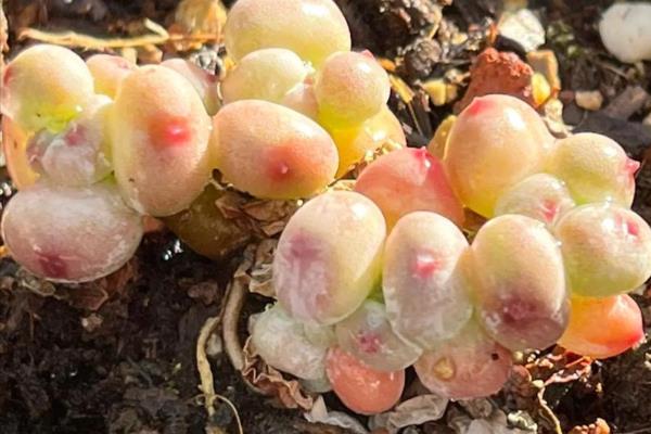 怎么养殖奶酪多肉，生长季节每隔20天追施一次液肥