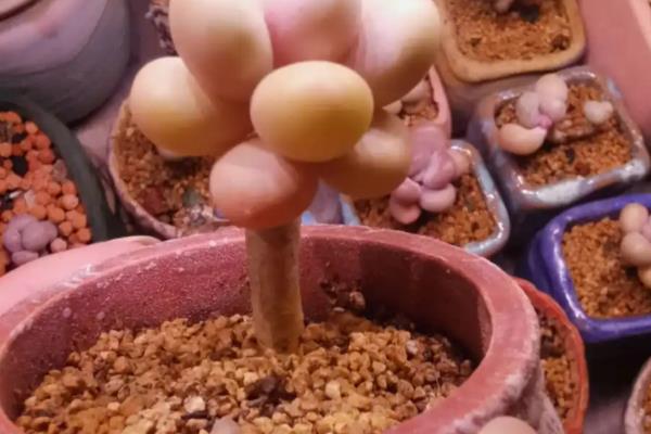 怎么养殖奶酪多肉，生长季节每隔20天追施一次液肥