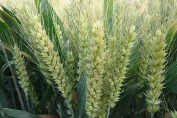 兰航选15小麦品种简介,生育期277天