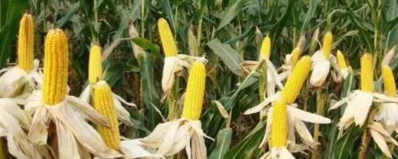东农258玉米品种简介，生育期143天