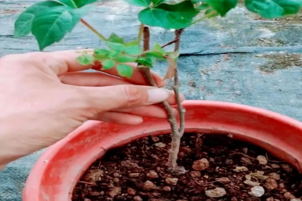 爬山虎是不是常绿植物，爬山虎不是常绿植物