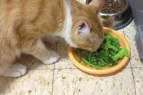 猫狗吃蔬菜的注意事项，不要喂食洋葱或者大蒜