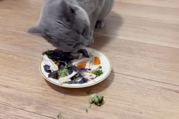 猫狗吃蔬菜的注意事项，不要喂食洋葱或者大蒜