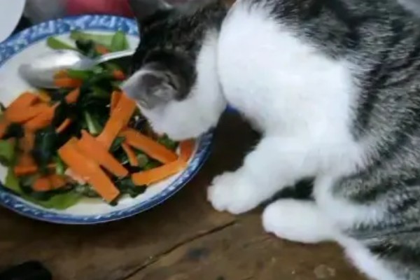 猫狗吃蔬菜的注意事项，不要喂食洋葱或者大蒜