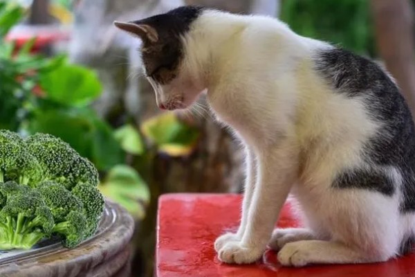 猫狗吃蔬菜的注意事项，不要喂食洋葱或者大蒜