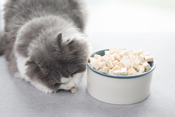 猫狗吃蔬菜的注意事项，不要喂食洋葱或者大蒜