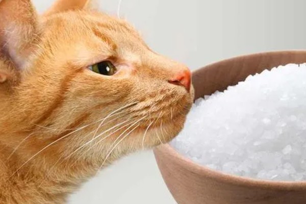 猫狗吃蔬菜的注意事项，不要喂食洋葱或者大蒜
