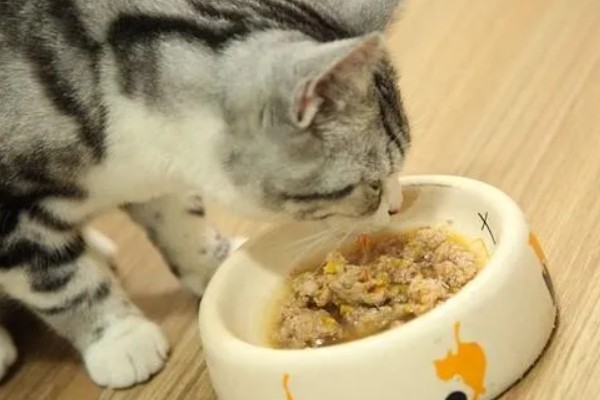 猫狗吃蔬菜的注意事项，不要喂食洋葱或者大蒜