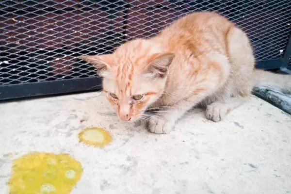 猫狗吃蔬菜的注意事项，不要喂食洋葱或者大蒜