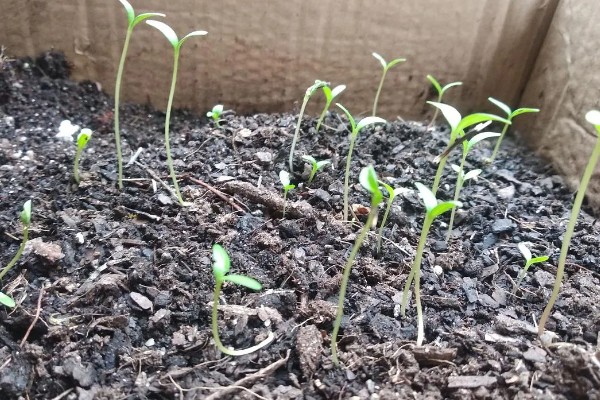 万寿菊的种植要求，南方四季均可播种