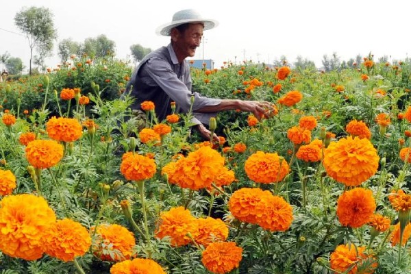 万寿菊的种植要求，南方四季均可播种