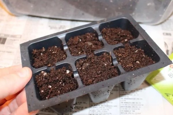 万寿菊的种植要求，南方四季均可播种