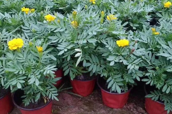 万寿菊的种植要求，南方四季均可播种