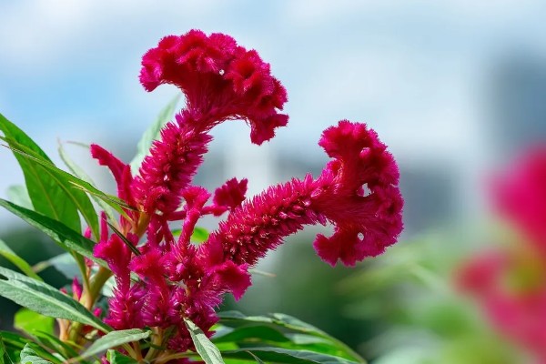 鸡冠花有什么花语，代表真爱永恒、永生不死等含义
