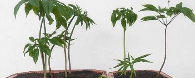 人参盆栽的存活时间，寿命大多为4年左右