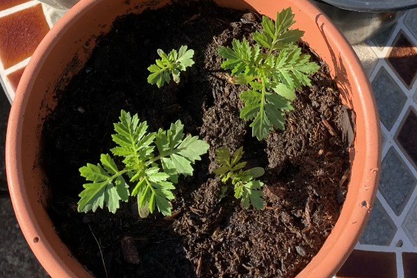 万寿菊的种植要求，南方四季均可播种