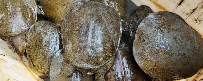 团鱼简介，别称甲鱼、水鱼、王八等