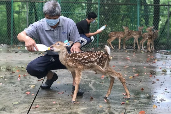 梅花鹿常见疾病及防治方法，常见的有口蹄疫、出血性肠炎等
