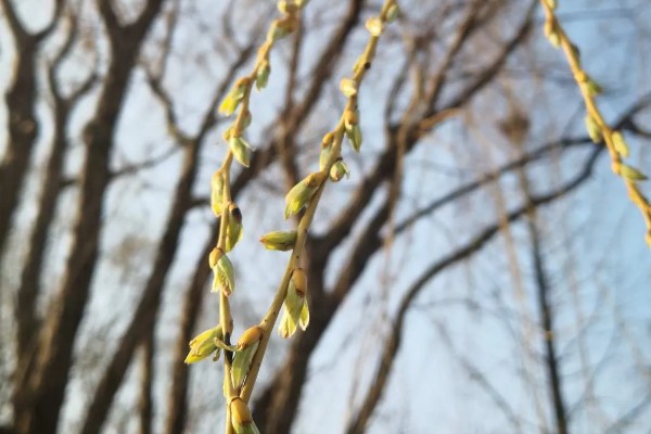 柳树什么时候发芽，通常在春季发芽