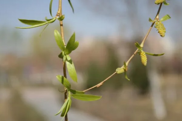 柳树什么时候发芽，通常在春季发芽
