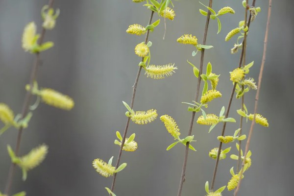 柳树什么时候发芽，通常在春季发芽