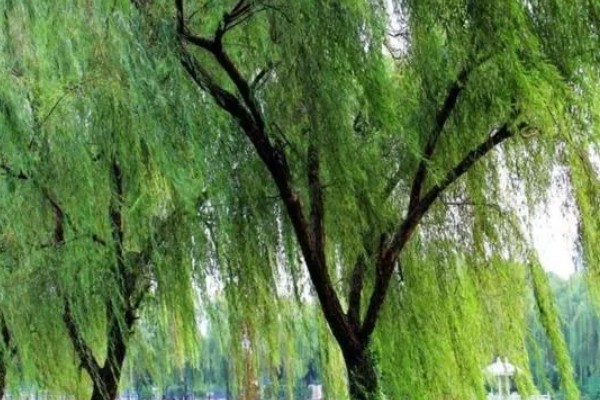柳树什么时候发芽，通常在春季发芽