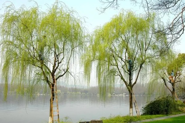 柳树什么时候发芽，通常在春季发芽