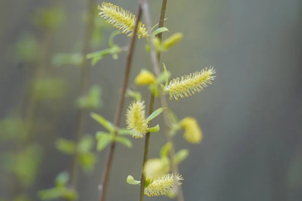 柳树什么时候发芽，通常在春季发芽