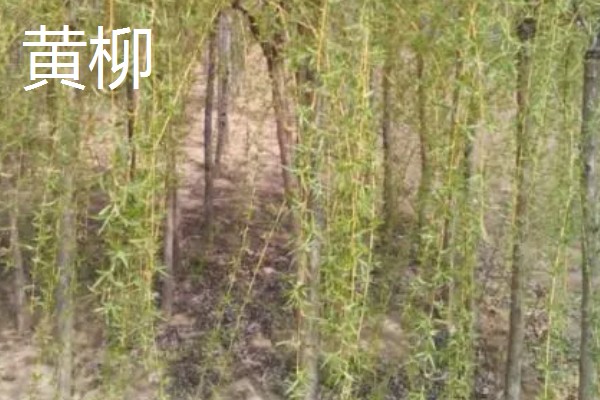 柳树什么时候发芽，通常在春季发芽