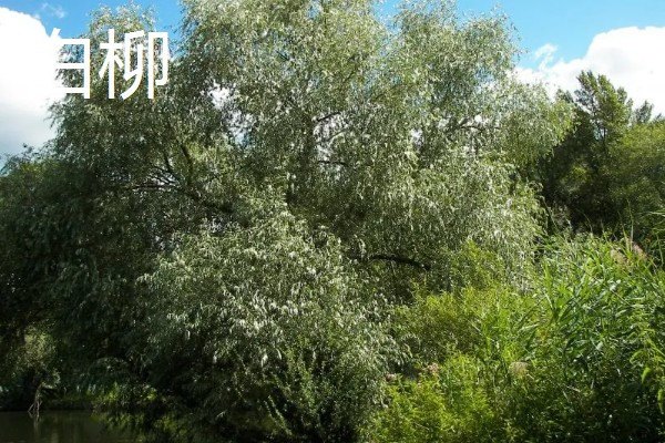 柳树什么时候发芽，通常在春季发芽
