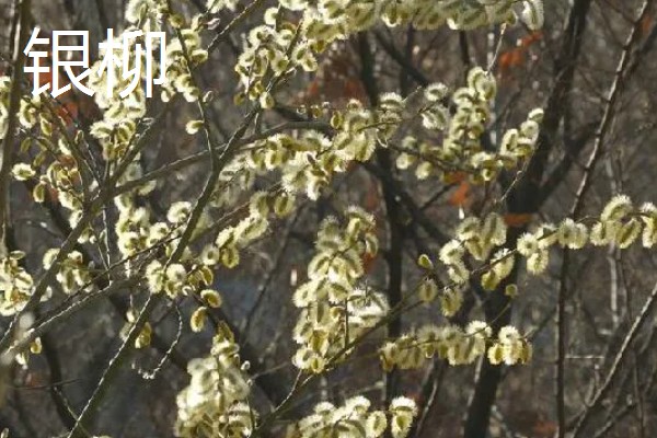柳树什么时候发芽，通常在春季发芽