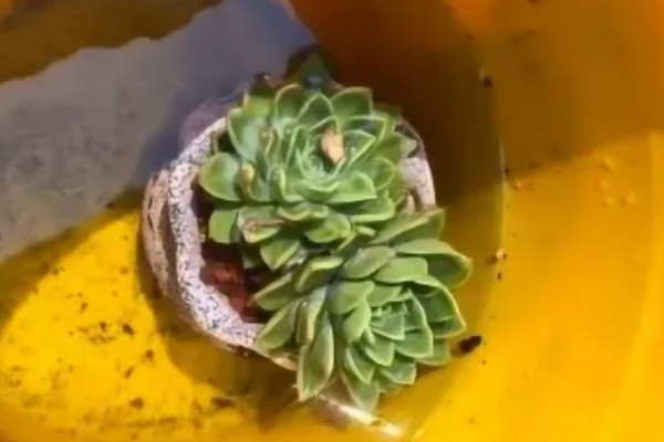 浸盆法一次浸多久，一次浸半个小时拿出