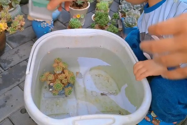 浸盆法一次浸多久，一次浸半个小时拿出