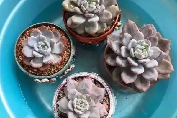浸盆法一次浸多久，一次浸半个小时拿出
