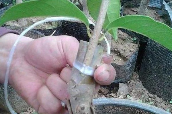 果树苗木的繁殖方法，可嫁接繁殖、分株繁殖等