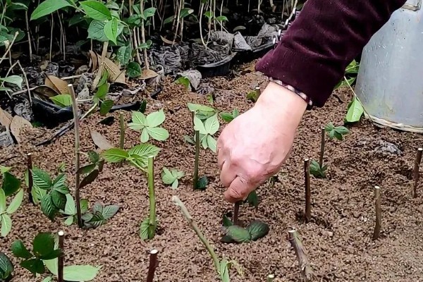果树苗木的繁殖方法，可嫁接繁殖、分株繁殖等