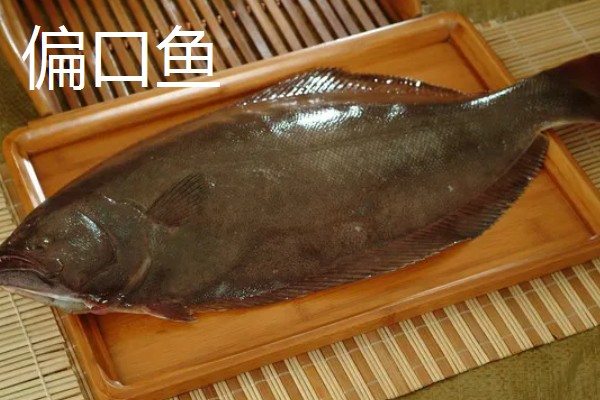 多宝鱼和偏口鱼的区别，科属、体型、眼睛位置等方面均不同