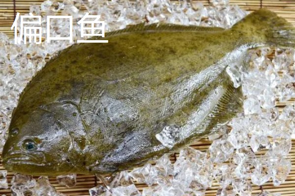多宝鱼和偏口鱼的区别，科属、体型、眼睛位置等方面均不同