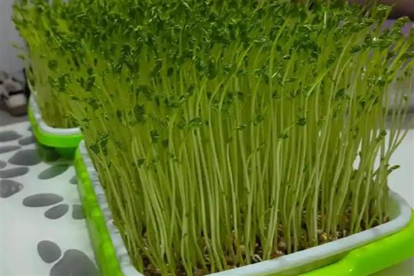 怎么种豌豆苗，一年四季都可以进行播种