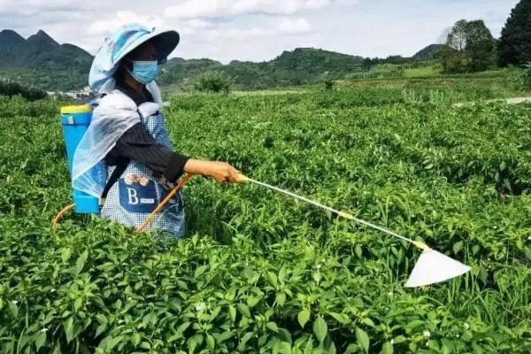 辣椒如何剪枝可增加产量，将病枝、枯黄枝等不良枝条剪除