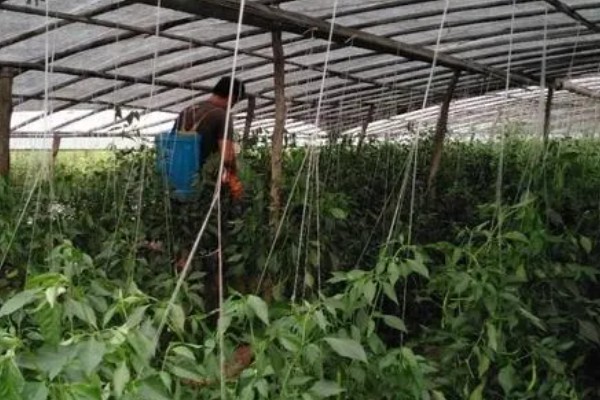 辣椒如何剪枝可增加产量，将病枝、枯黄枝等不良枝条剪除