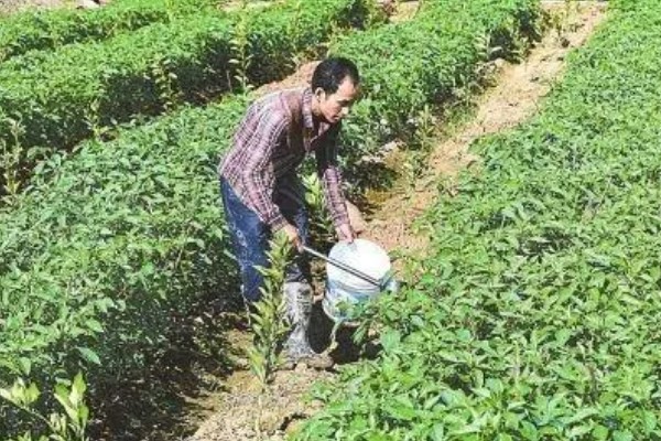 辣椒如何剪枝可增加产量，将病枝、枯黄枝等不良枝条剪除