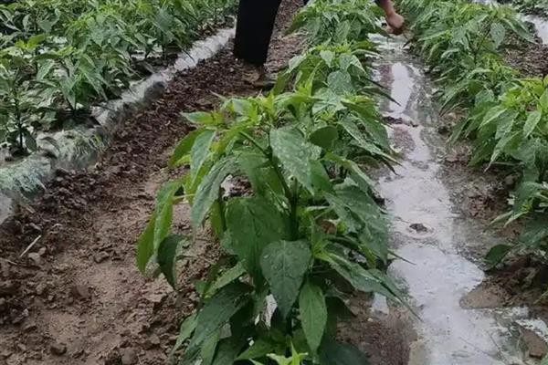 辣椒的培土高度，培土高度为15-25厘米