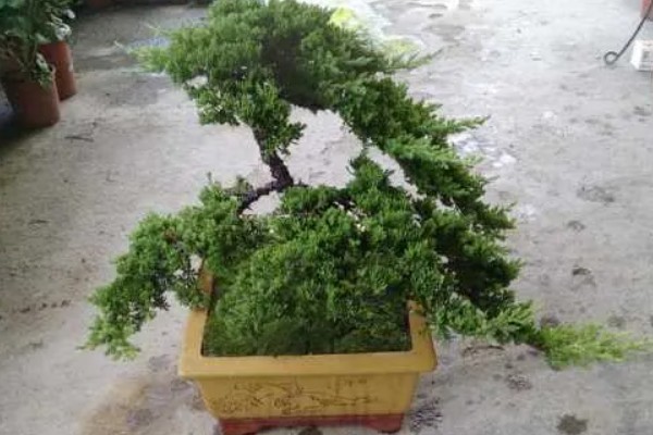 柏树有什么特点，其叶片呈鳞片状